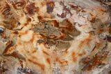 Wide Brilliant Red and White Petrified Wood Table #344144-4